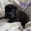 Thumbnail: Shar Pei americano