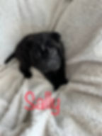 Miniatura: Shar Pei miniatura