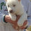 Thumbnail: Husky Siberiano Blanco