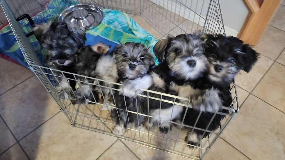 Miniatura: Schnauzer miniatura Black And Silver