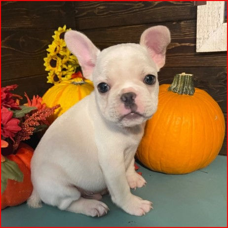 Thumbnail: Bulldog Francés en Venta | Cariñoso, Firme y Fiel | Envío Gratis + Garantía