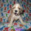 Thumbnail: Cocker spaniel Americano