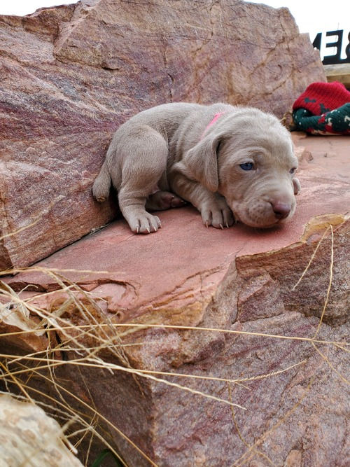 Miniatura: Weimaraner