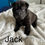 Thumbnail: Shar Pei americano