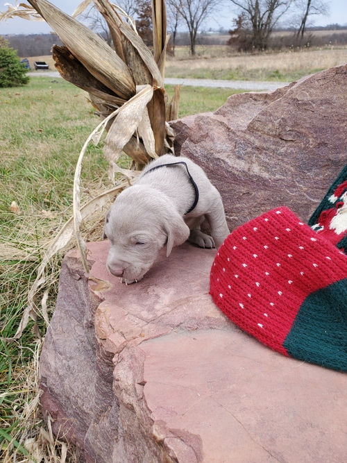 Miniatura: Weimaraner