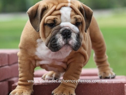 Compra venta de cachorros perros de raza bulldog ingles hembras y machos disponibles criadero spacea