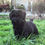 Thumbnail: Schnauzer miniatura Negro