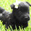 Miniatura: Terrier Escoses Negro
