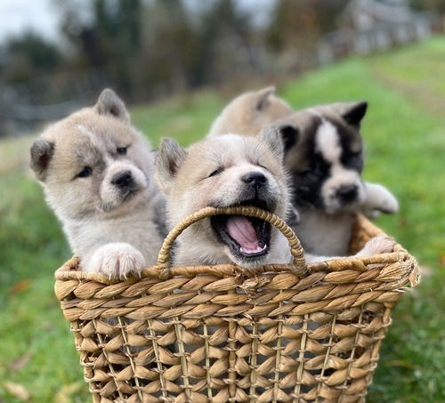 Miniatura: Alaska Malamute