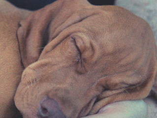Mi perro hace ruidos extraños cuando duerme. ¿Está soñando?