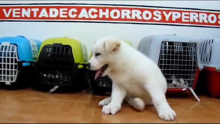 Thumbnail: Boxer Blanco