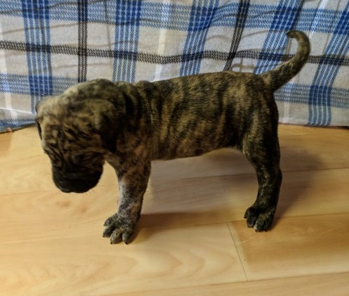 Thumbnail: Presa Canario