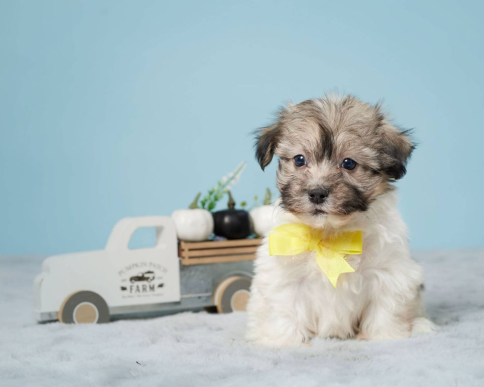 Miniatura: Bichon Habanero