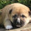 Miniatura: Shiba Inu en Venta | Independiente, Leal y Súper Inteligente | Envío Gratis