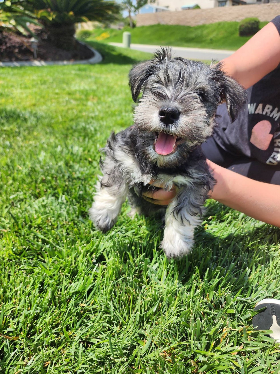 Miniatura: Schnauzer miniatura Black And Silver