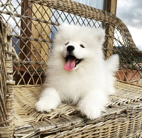 Thumbnail: Samoyedo