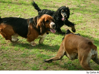 Por qué muerde un perro, y cómo inhibir su mordida