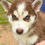 Miniatura: Husky Siberiano Rojo