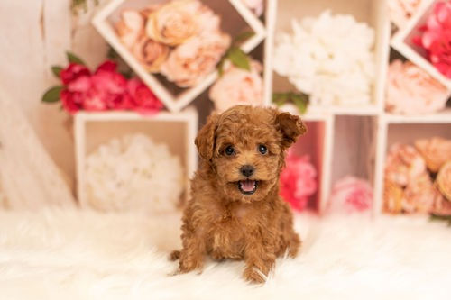 Miniatura: French Poodle Tacita de Té Rojo o Apricot | Envío Gratis + Garantía Certificado