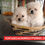 Thumbnail: Pomerania
