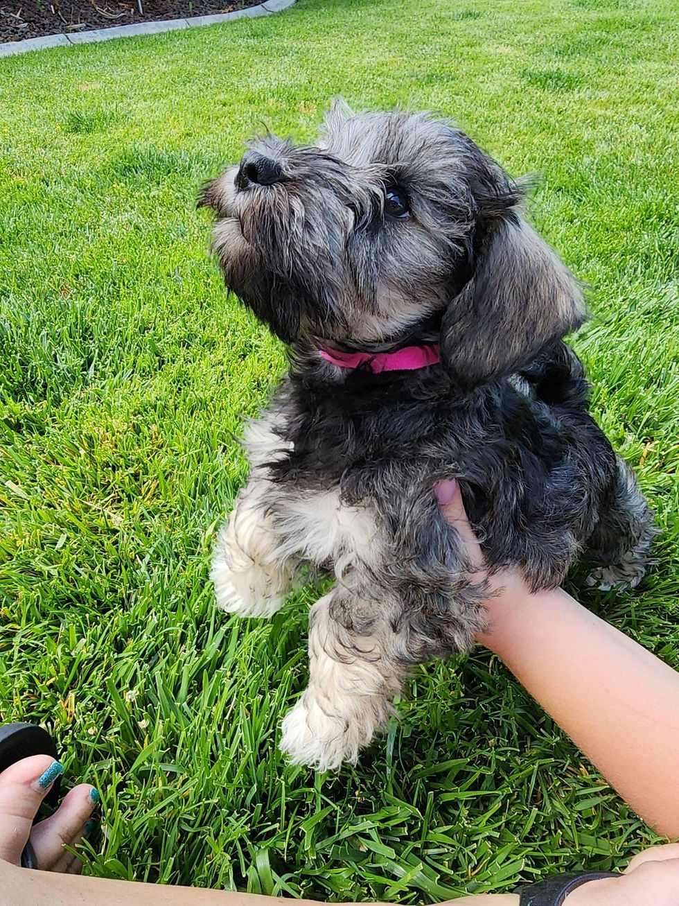 Thumbnail: Schnauzer sal y pimienta