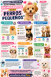 🐶 Razones por las que muchas personas terminan enamorándose de los perros pequeños