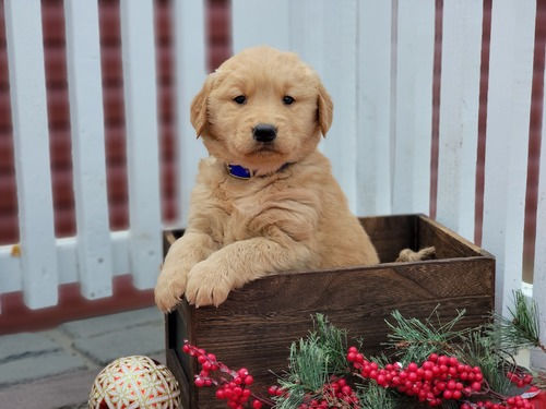 Miniatura: Golden Retriever en Venta | Noble, Familiar y Muy Inteligente | Envío Gratis