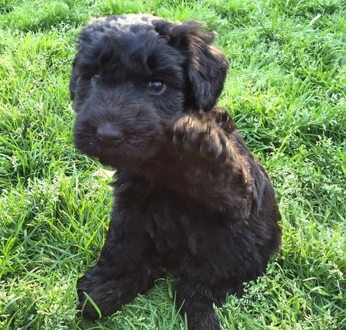 Miniatura: Schnauzer gigante