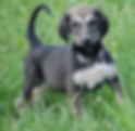 compra venta de cachorros perros de raza galgo afgano lebrel hembras y machos disponibles criadero s