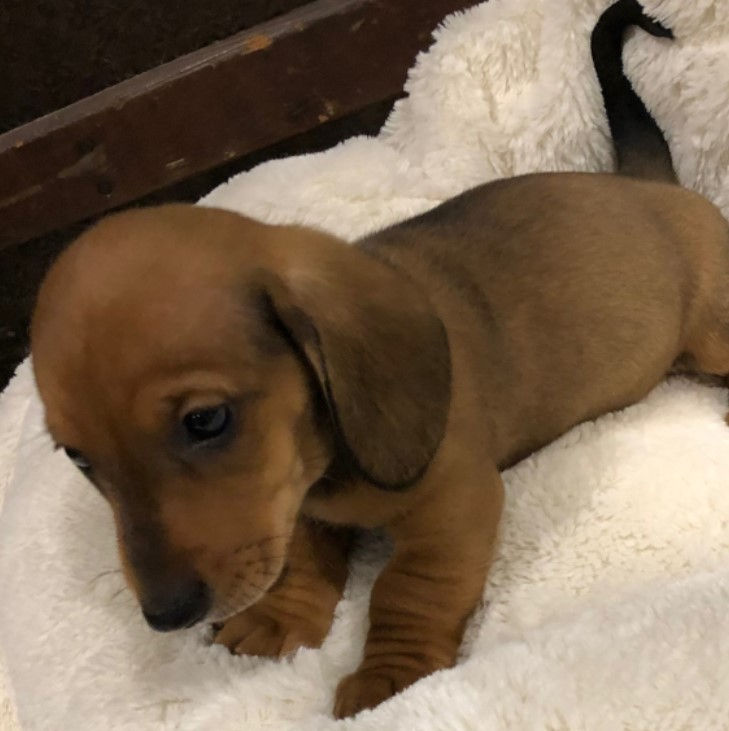 Thumbnail: Salchicha miniatura color sepia