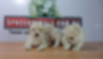 Compra venta de cachorros perros de raza caniche toy french poodle hembras y machos disponibles cria