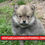 Thumbnail: Pomerania