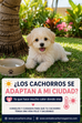 ¿Los Cachorros se Adaptan a Mi Ciudad? Todo lo que Debes Saber si Vives en una Zona de Mucho Calor