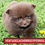 Thumbnail: Pomerania