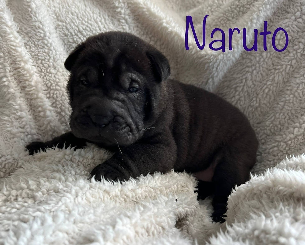Miniatura: Shar Pei miniatura