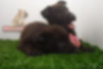 Compra venta de cachorros perros de raza Pastor Aleman hembras y machos disponibles criadero spacean