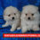 Thumbnail: Pomerania