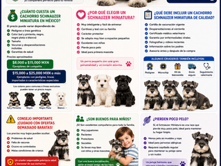 Venta de Cachorros Schnauzer Miniatura en México: Precios, Criaderos y Consejos para una Compra Segura