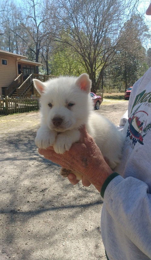 Miniatura: Husky Siberiano Blanco