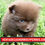 Thumbnail: Pomerania