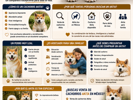 Venta de Cachorros Akita: Conoce a Esta Noble y Leal Raza 🐕❤️