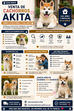 Venta de Cachorros Akita: Conoce a Esta Noble y Leal Raza 🐕❤️