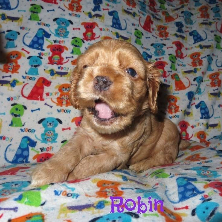 Miniatura: Cocker Spaniel Ingles