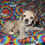Miniatura: Cocker Spaniel Ingles