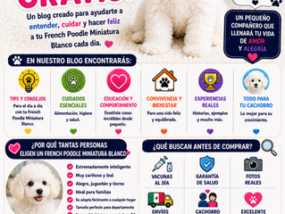 ¿Por qué el French Poodle Miniatura Blanco sigue siendo uno de los perros más elegantes y queridos del mundo? 🐶🤍✨