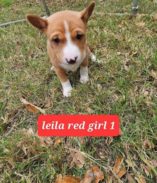 Miniatura: Basenji