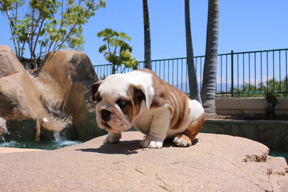 Miniatura: Bulldog Ingles