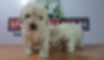 Compra venta de cachorros perros de raza caniche toy french poodle hembras y machos disponibles cria