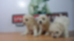 Compra venta de cachorros perros de raza caniche toy french poodle hembras y machos disponibles cria
