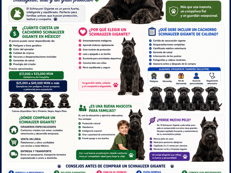 Venta de Cachorros Schnauzer Gigante en México: Precios, Criaderos y Consejos para una Compra Segura